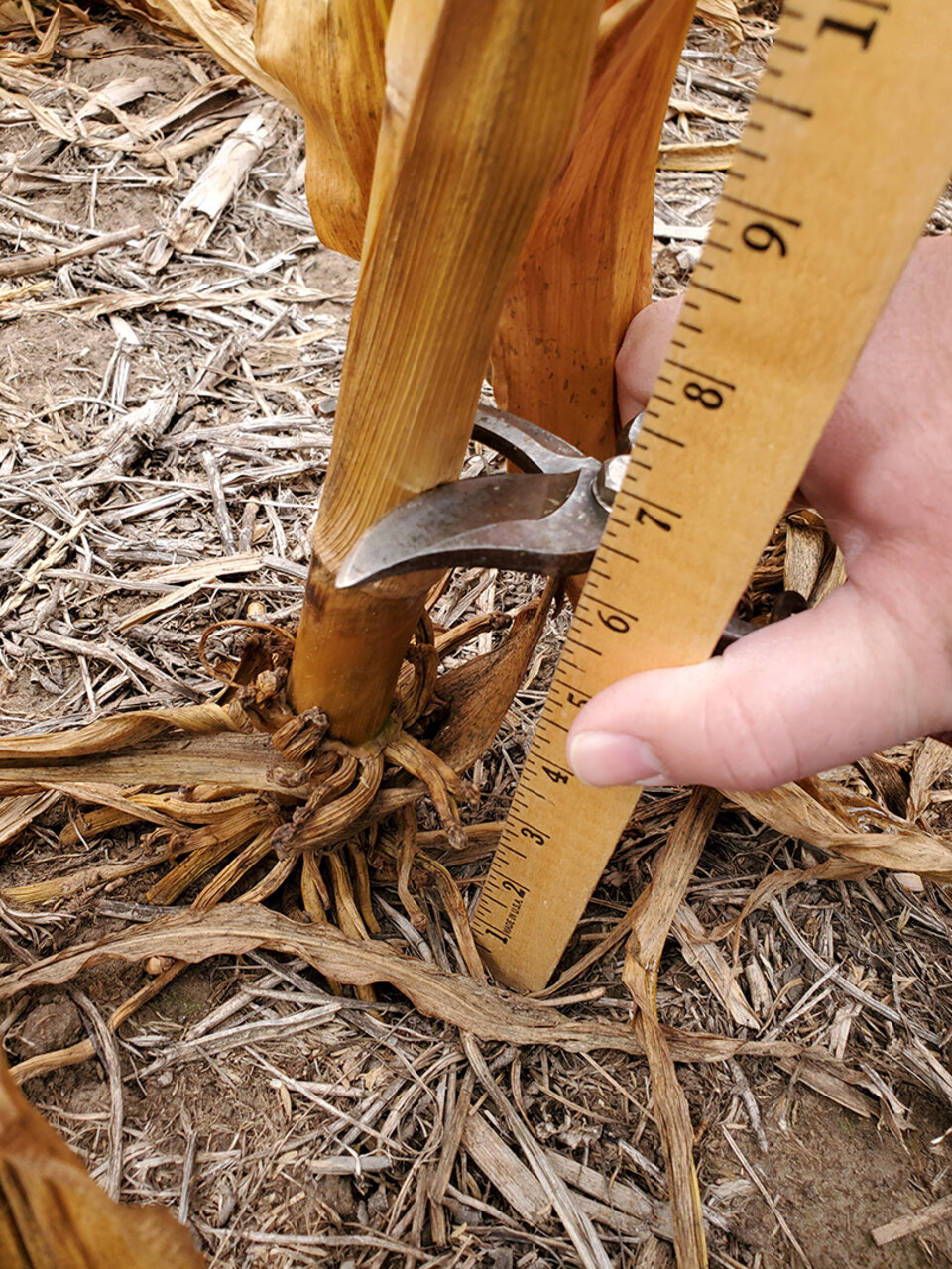 cornstalk sample cutting