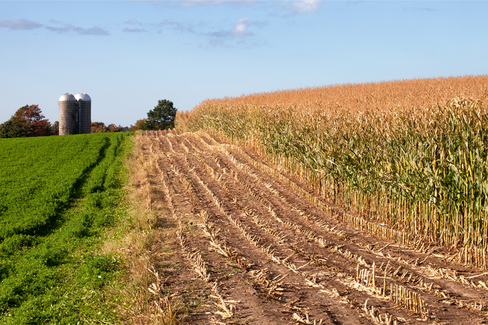 As it aggressively scavenges nitrogen in the soil, alfalfa can greatly reduce nitrate contamination of groundwater with no negative implications for future crops if planted in rotations.