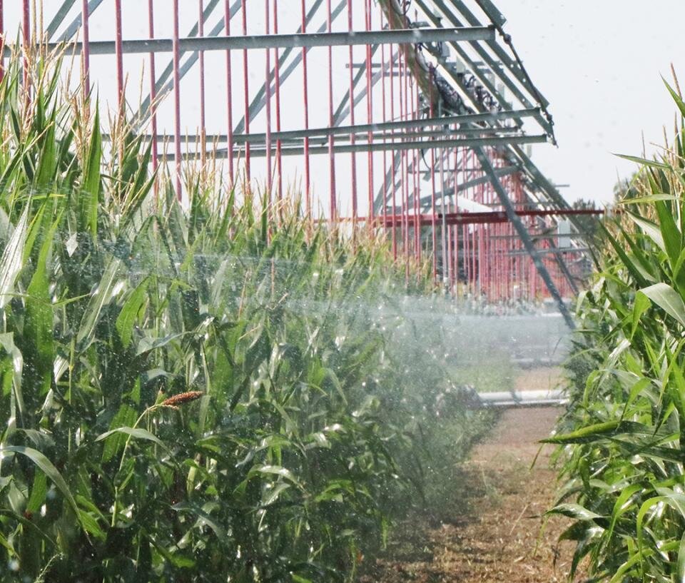 Field corn under pivot irrigation. (Photo by Chabella Guzman)