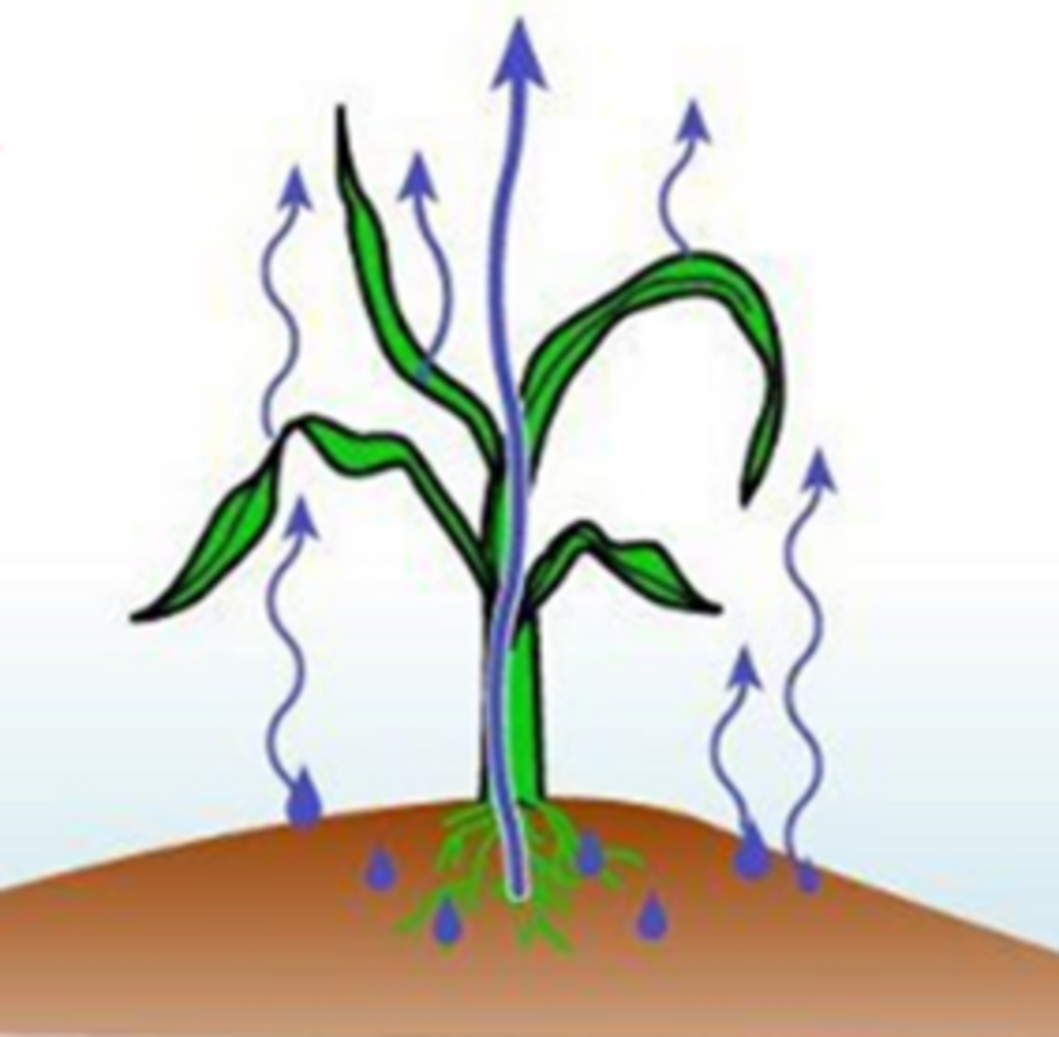 graphical representation of corn evapotranspiring