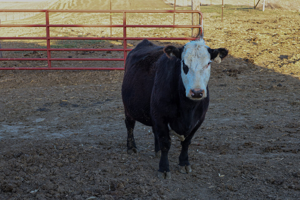 Cow in feedlot