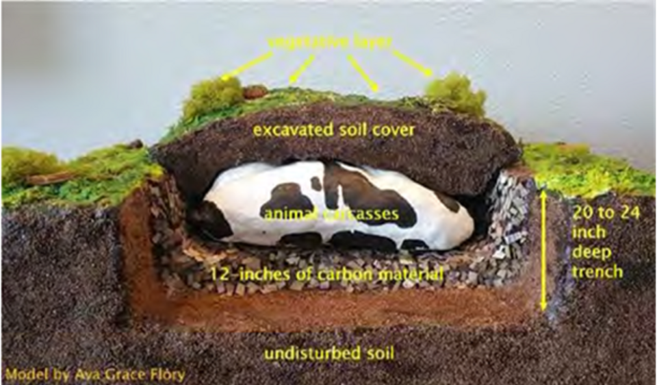 Shallow burial with carbon diagram