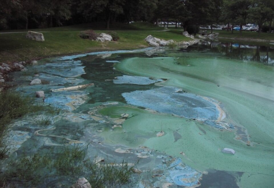 blue green algae