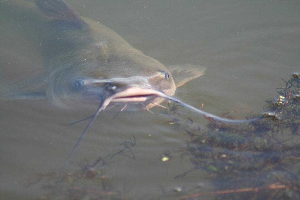 catfish in a stream