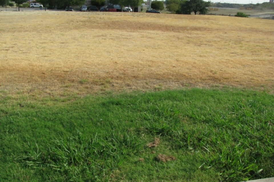 Drought in a lawn