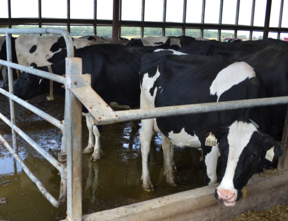 Emergency use of milk as a fertilizer questions and answers. 