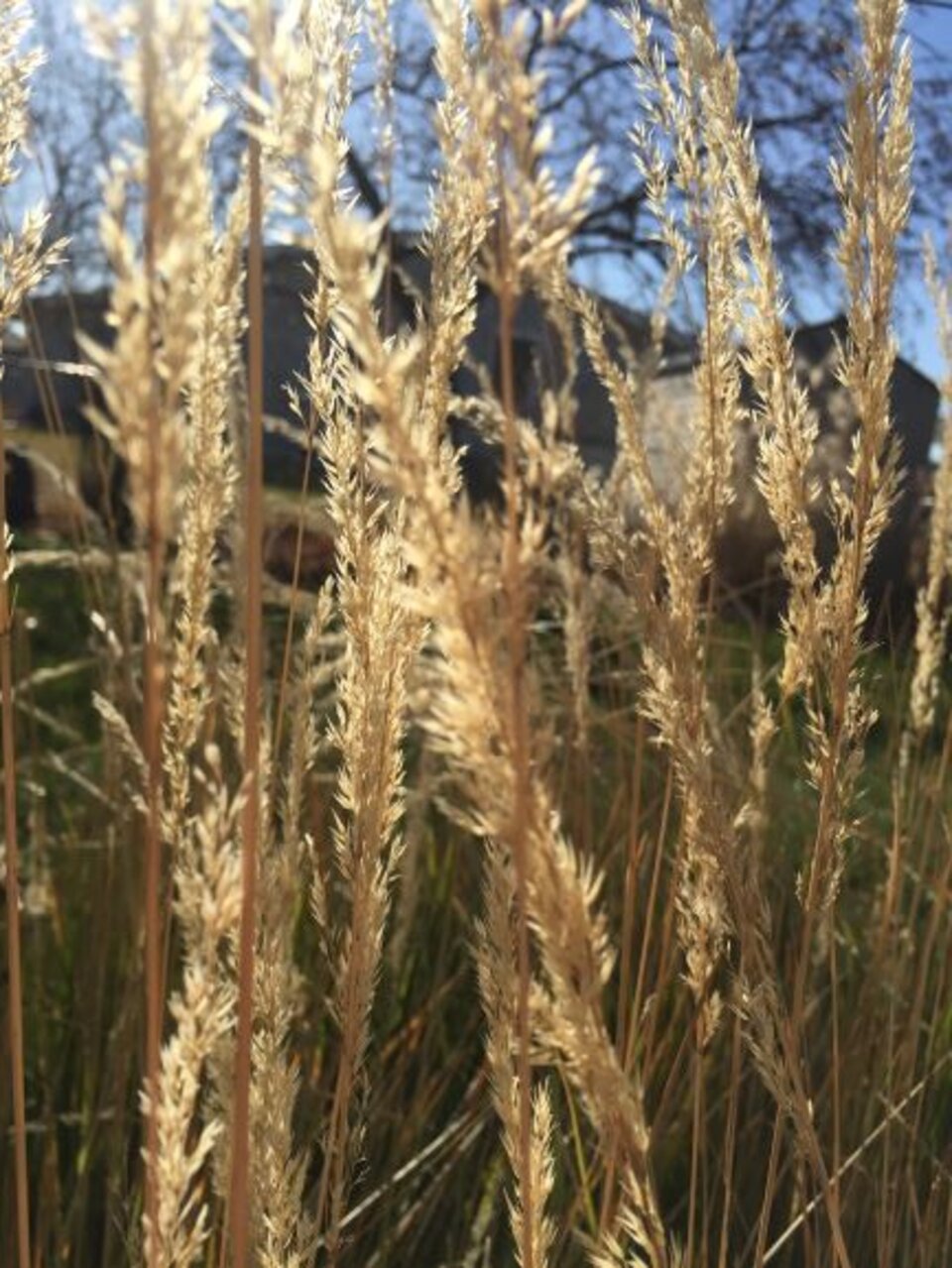 Grass Backlit by sun