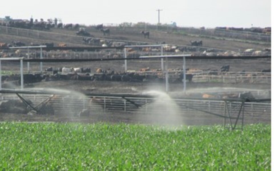 irrigating manure in front of feedlot