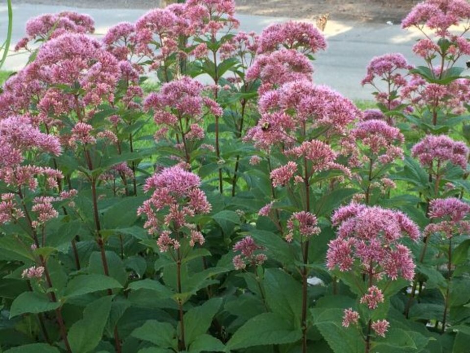 Joe-Pye Weed