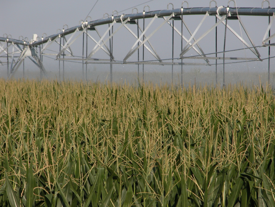 Center pivot irrigating late season corn