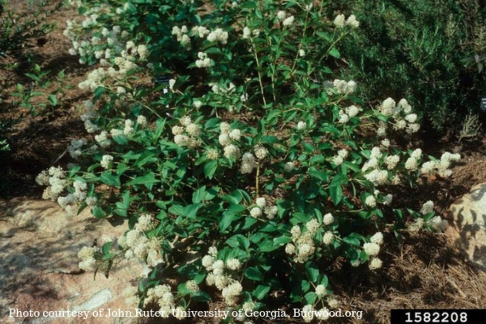 Photo of New Jersey Tea courtesy of John Ruter, University of Georgia, Bugwood.org