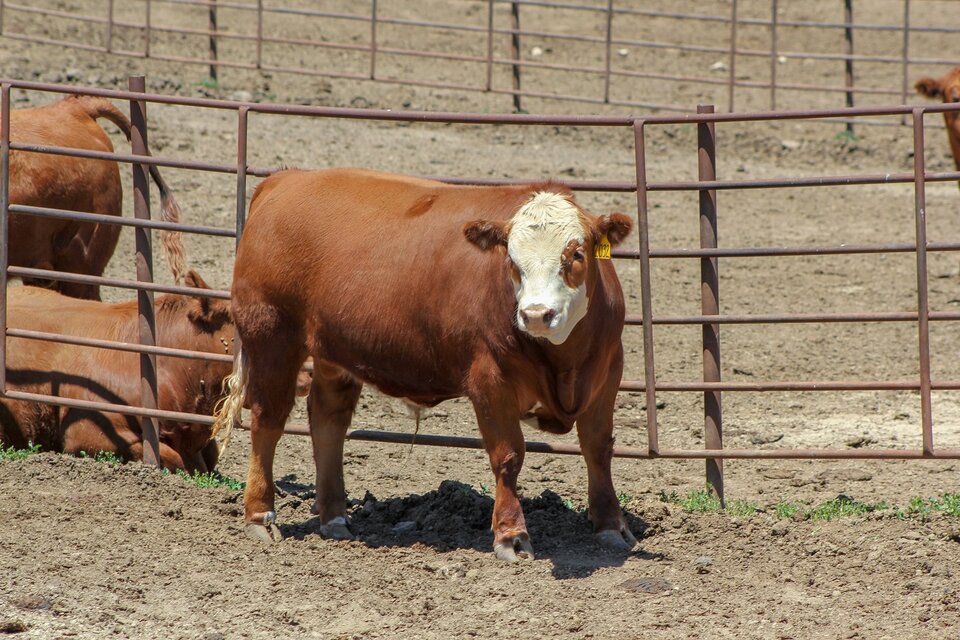 Steer in feedlot. Photo credit Troy Walz.