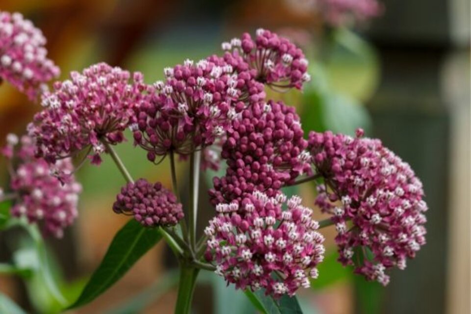 Swamp Milkweed