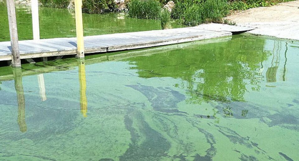 Toxic Algal Bloom