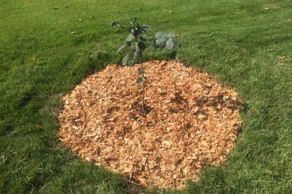Newly Planted Tree