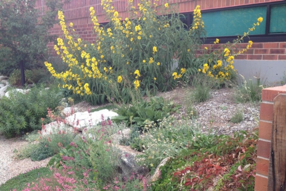 Photo of a Water Wise landscape