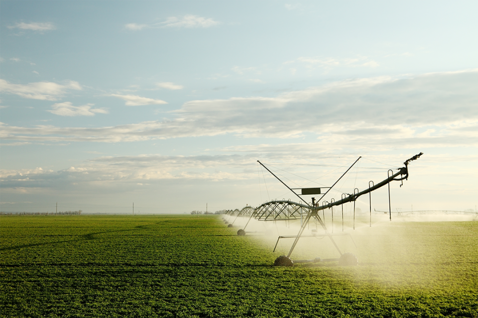 alfalfa field irrigated by center pivot