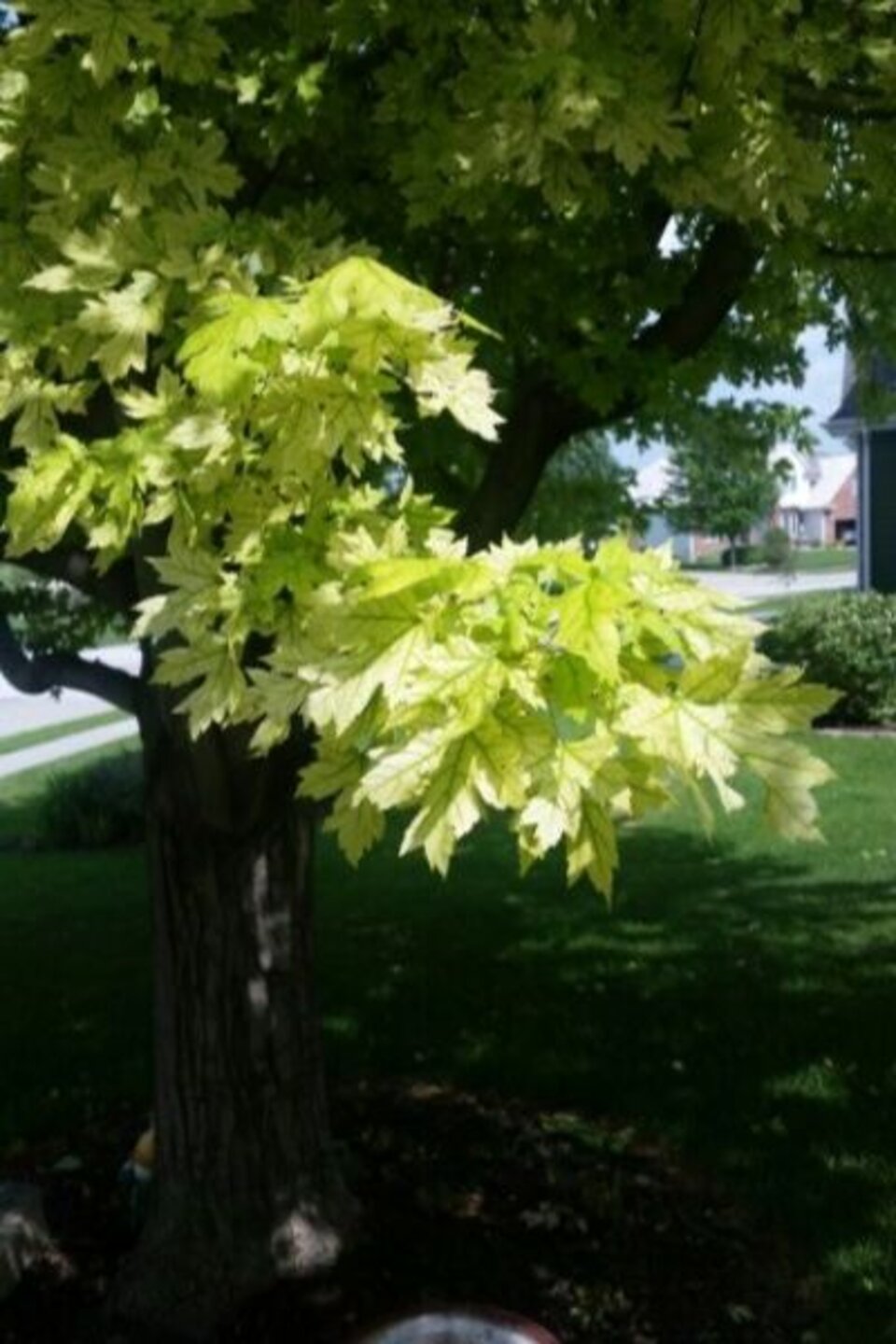 Photo of Chlorosis from Amy Cogswell