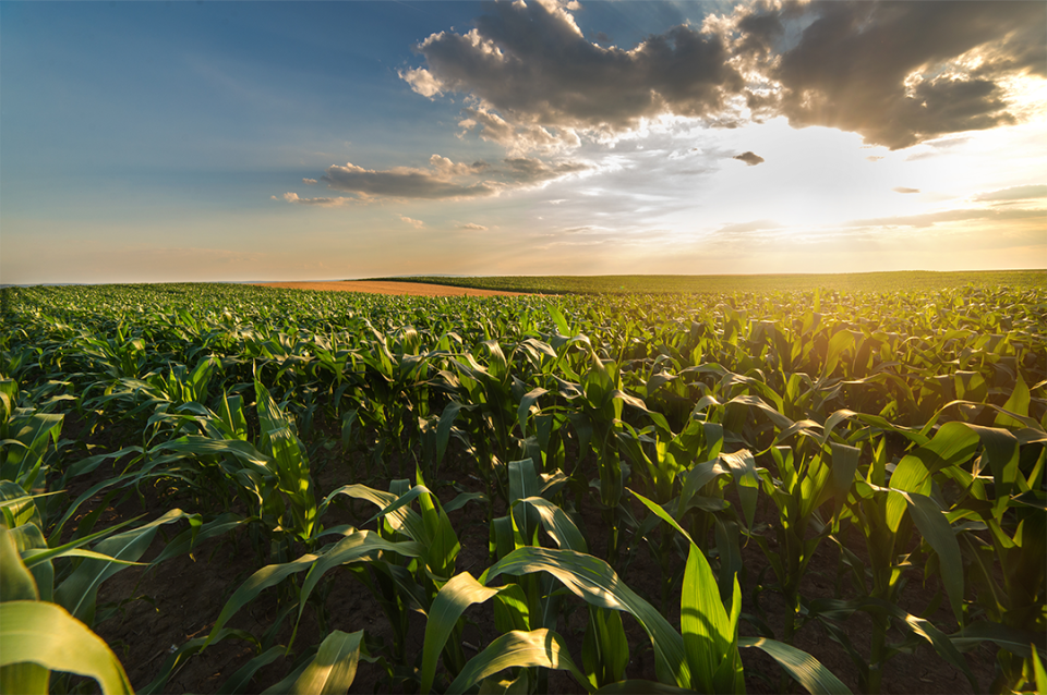 Corn field at sunset
