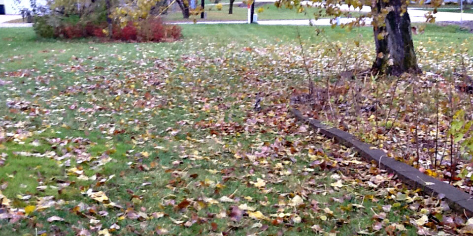 Leaves on the ground