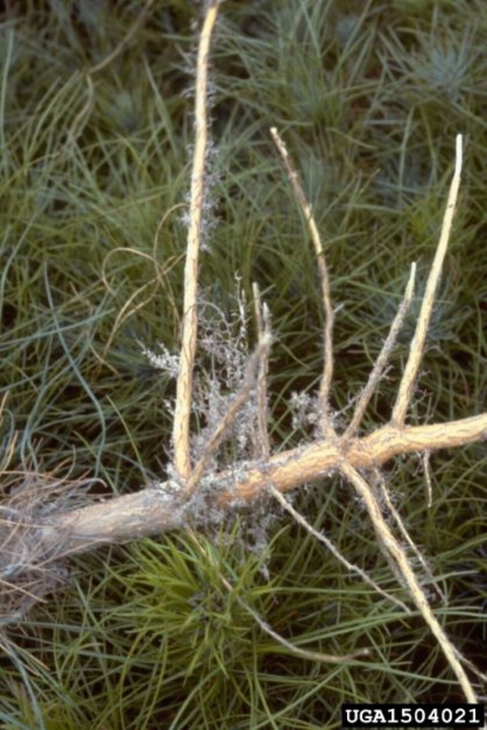 Micorrhizae 