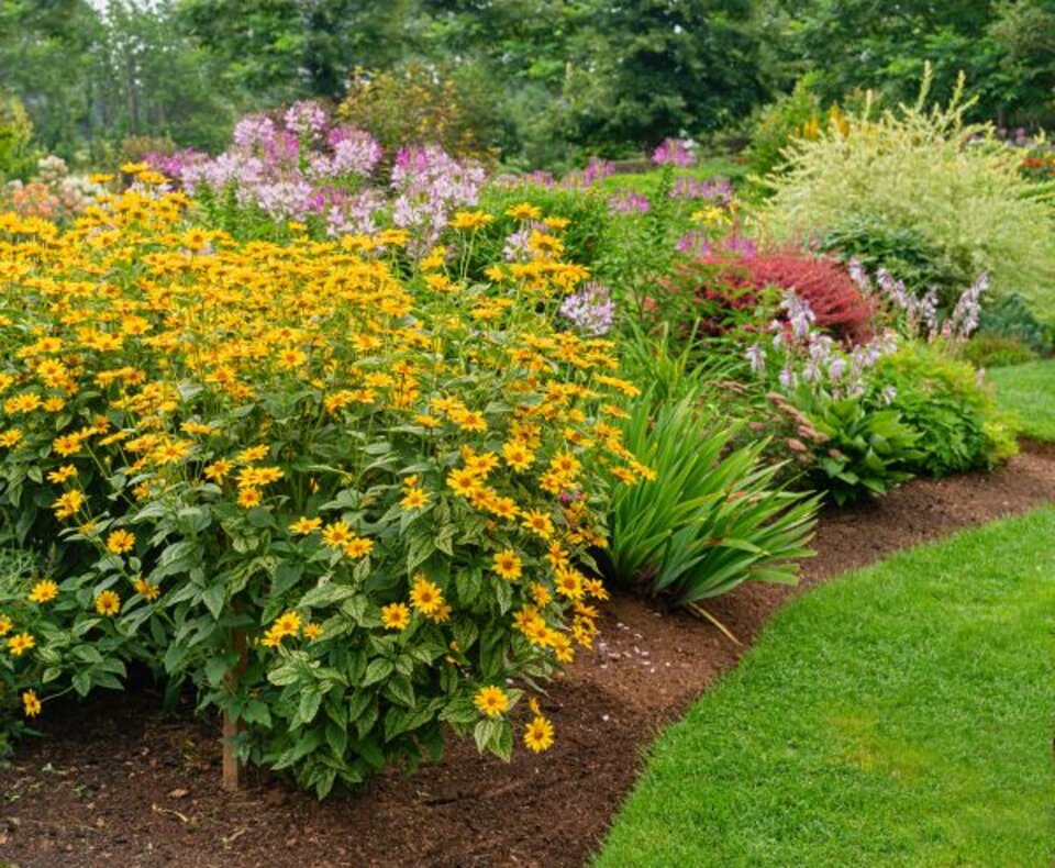 Blooming garden with yellow flowers, pink blooms, green shrubs, and a neatly curved lawn.