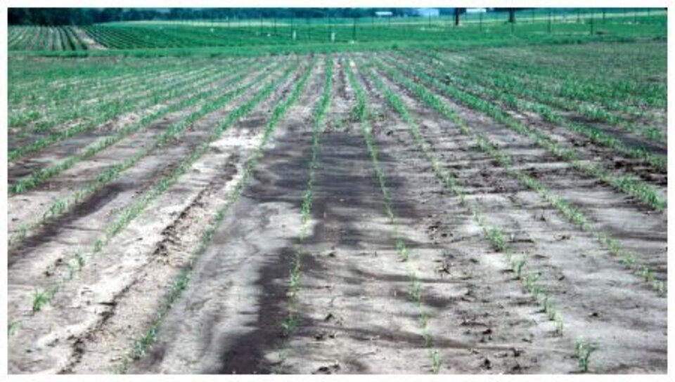 field photo showing results of runoff, crusting