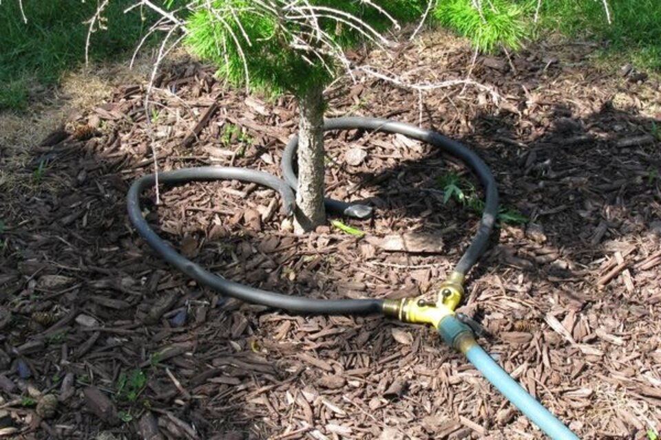 Watering a Tree