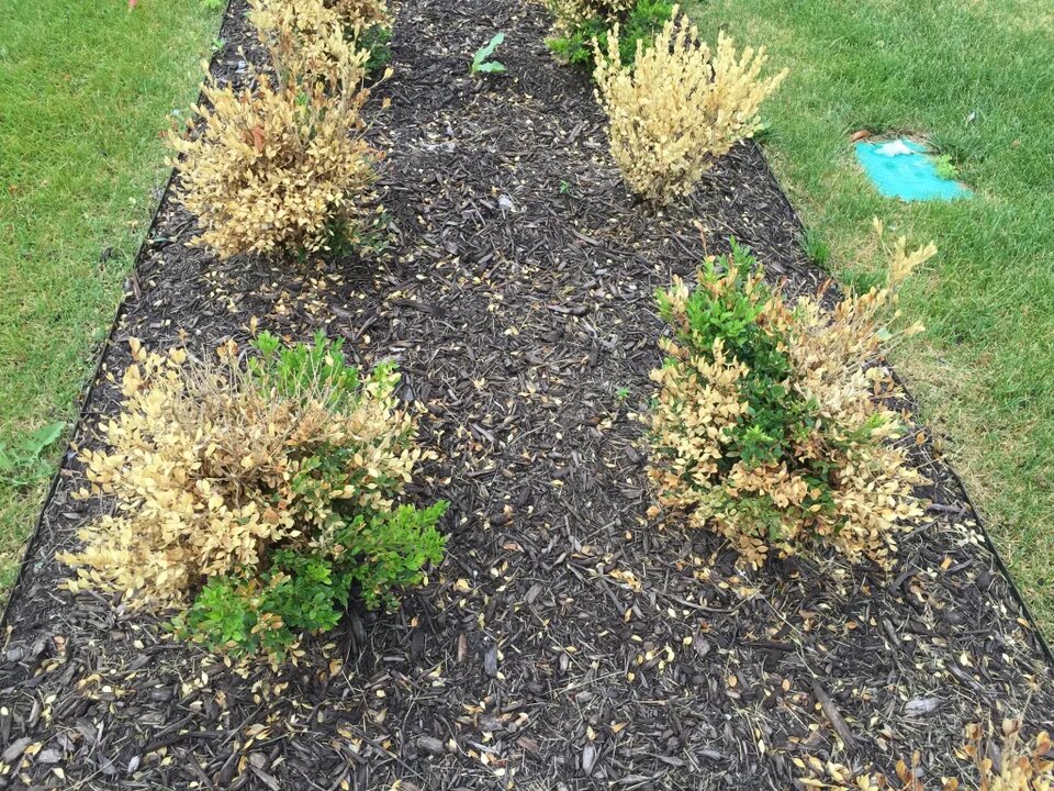 landscape bed of boxwoods with winter injury