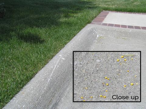 Fertilizer on pavement