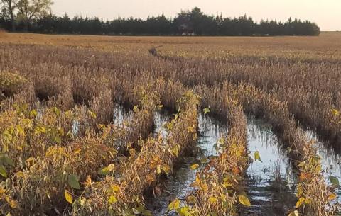Flooded soybean field in notheast Nebraska